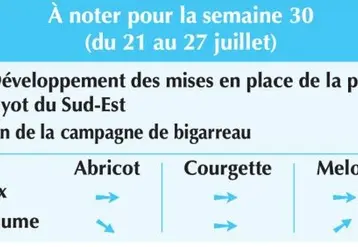 Vignette