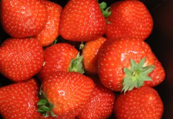fraise gros plan