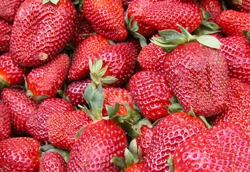 fraises vrac