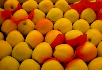 pommes gros plan