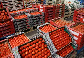 tomates rungis