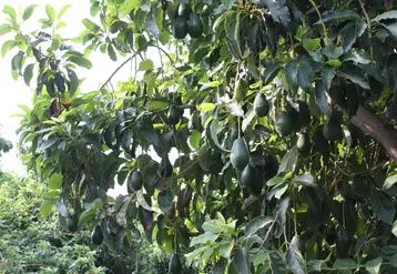 avocatier