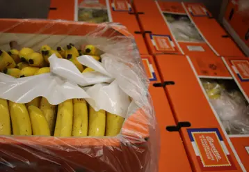 bananes rungis