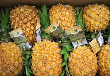 Ananas