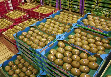 kiwi rungis