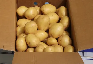 patates