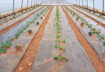 Un essai conduit en 2022 semble indiquer un intérêt du basilic demi-nain « Pistou » et du lavandin comme plantes répulsives. A confirmer dans de futurs travaux.