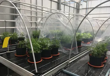 Une douzaine de stimulateurs de défense des plantes (SDP) ont été évalués sous serre, vis-à-vis de la brûlure foliaire de la carotte. © Equipe QuaRVeg / UMR IRHS