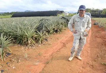 Concurrencé par l'ananas de Philippines, la production d'Okinawa connaît un léger rebond depuis 2011 malgré le manque de main-d’œuvre sur l'île.   © T.Joly