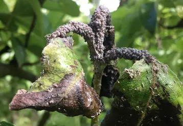 Le puceron mauve du poirier a provoqué des décrochages en parcelles bio ou en conversion. © La Pugère