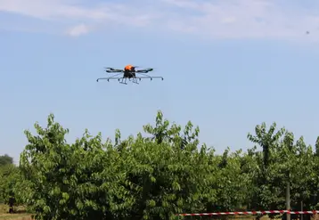 Les drones permettent de voler à basse altitude au-dessus des cultures et sont une alternative aux vols de pulvérisation par hélicoptère en Suisse.  © rfl