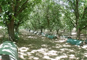 Invenio a évalué l'utilisation de nématodes et de champignons entomopathogènes contre le carpocapse du châtaignier, en application au sol, dans une stratégie de protection cumulée avec la confusion sexuelle. Un système de tentes a été utilisé pour observer les émergences. © Invenio