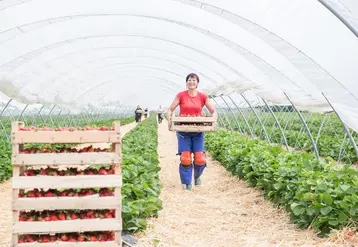 La production allemande de fraises se fait en grande majorité en plein champ. Mais depuis quelques années, les cultures protégées sous abris ou serres hors-sol se développent. © VSSE e.V./Christoph Göckel