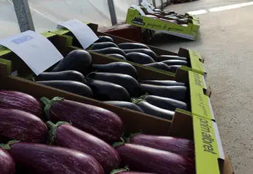 Malgré une forte croissance de production, l’aubergine française approvisionne à moins de 40 % son marché intérieur, estimé à plus de 65 000 tonnes.