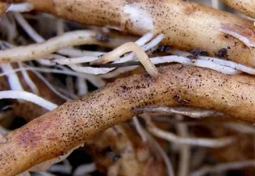 Les lésions Colletotrichum coccodes sont grisâtres à brunâtres et se couvrent partiellement de microsclérotes noirs.  © D.Blancard-INRA