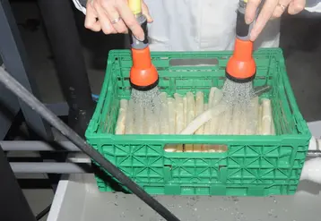 Application du traitement eau chaude par douchage. © Ctifl