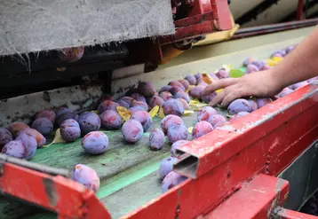 Le taux de fruits perforés sur le témoin non traité atteignant 40,42% contre 3,13% avec celui traité. © RFL