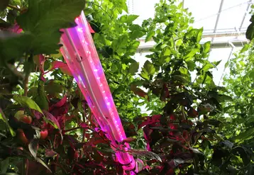 La lumière est la principale source d’énergie de la plante, captée par la chlorophylle mais intervient aussi en tant que « signal » perçu par des photorécepteurs.  © RFL