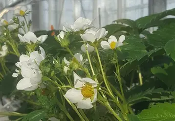 Dans l'itinéraire "sans froid", l’éclairage est utilisé pour empêcher le plant d’entrer en dormance et non de lever sa dormance. © Caté