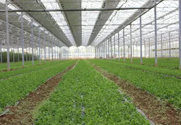 Mâche, blette, épinard, roquette s'accommodent de la moindre luminosité des serres photovoltaïques avec une baisse du rendement de 25% à 40%.