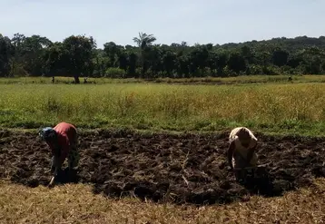 En Guinée, la pomme de terre est cultivée en rotation avec l’arachide, le maïs ou le riz sur trois cycles : avec irrigation durant la saison sèche et dans l’intersaison dans les bas-fonds et les plaines.  © AFDI