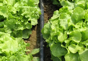 Le goutte à goutte permet de diminuer les quantités d’eau apportées et d’éviter d’humecter le feuillage.  © RFL