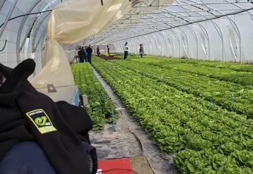 L’observation des nouvelles obtentions de salades est à la base du renouvellement des préconisations variétales. © RFL