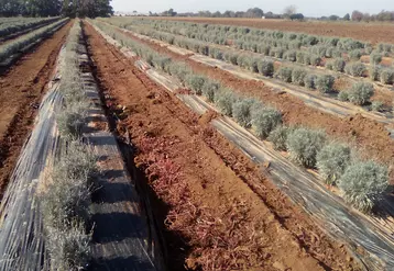 Le guayule est adapté aux conditions pédoclimatiques du sud de la France. Sa culture peut se concevoir dans le cadre d’une diversification.