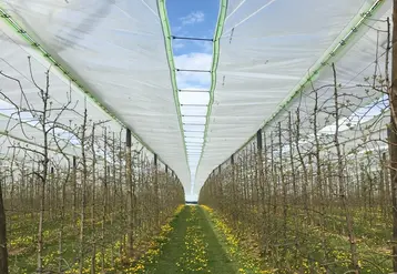 La solution de bâches indépendantes des filets permet de les fermer en juin et ainsi conserver la qualité des pommes. © L. Rougerie