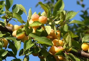 Les prunes traditionnelles restent les plus appréciées, loin devant les variétés américano-japonaises.  © P. Greff