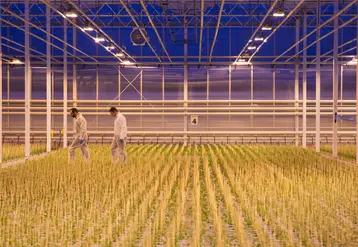 Les producteurs de plants maraîchers sont conduits à des niveaux d’investissement très importants pour renouveler les outils de travail (serres, chaîne de semis, mécanisation…) et répondre à des exigences croissantes, de plus en plus diversifiées.   © Groupe Thomas Plants / Dire ...