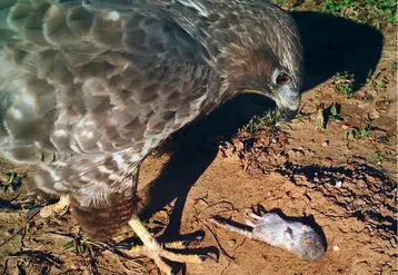 Certains rapaces ont un rôle important dans la régulation du campagnol provençal sur le pourtour méditerranéen. En photo, une buse variable attirée par un campagnol piégé en verger et laissé au sol, au centre CTIFL de Balandran. © M. Jay / CTIFL