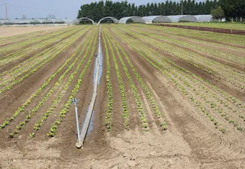 L'eau et l''irrigation deviennent des préoccupations pour les productions légumières du nord de la France. © RFL