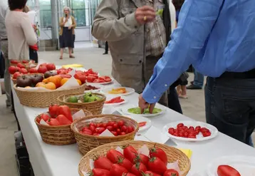 Plus de deux millions de variations mineures du génome de la tomate ont été analysés pour identifier les gènes de sa saveur. © RFL