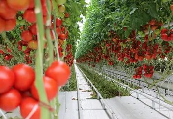 Sur des cultures longues, l'équilibre de la plante apporte régularité et homogénéité à la production.   © RFL
