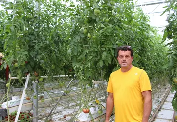 « Le travail est moins monotone et plus motivant quand on cultive plusieurs variétés de tomate », estime Denis Urien. © V. Bargain