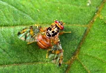 La mouche adulte de Ceratitis capitata se reconnaît à son abdomen brun-jaune rayé de gris. © S. Bauer