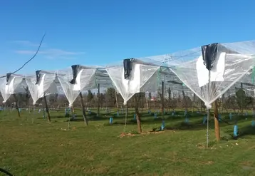 Les bâches et filets font partie des leviers testés pour diminuer les IFT tout en conservant une performance économique. © M. Millan