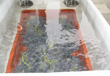 Le traitement à l'eau chaude à 52°C pendant deux minutes de raisin de table permet de diminuer fortement le développement du Botrytis. © CTIFL