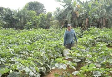 François, petit maraîcher sur l'Ile Maurice, exploite des fruits et légumes sur une île qui cultive essentiellement de la canne à sucre. © T. Joly