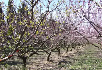 Le débourrement précoce (ici sur pêcher) est le symptôme de l'ECA qui a été suivi lors de la prospection sur près de 600 000 arbres dans la Drôme. © Fredon Occitanie