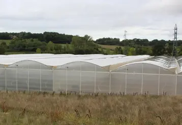 Les retours d'expériences sur l'utilisation des filets anti-insectes sous serre sont très différents suivant les cultures et selon les ravageurs visés. Ici, les filets sont positionnés sur les ouvrants d'une serre multichapelle.  © RFL