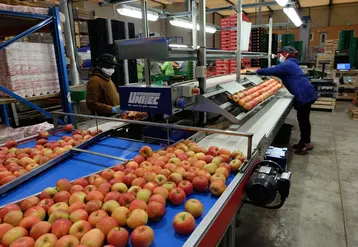 La Cuma emploie 20 permanents et des saisonniers pour manipuler et conditionner les fruits. © C. Reibel