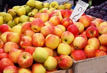 Les exportations polonaises de pommes ont augmenté de près de 15 % entre 2015 et 2019. © DR