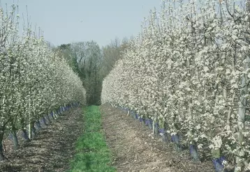 Les surfaces en pomme et poire ont cessé de reculer et progressent même en Pays de la Loire, notamment en poire. © V. Bargain