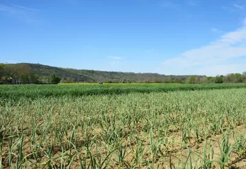 En cours de culture, la mesure des niveaux d’azote disponibles dans le sol à  l'aide de « test nitrates » permet également d’ajuster les apports. © AL Fuscien
