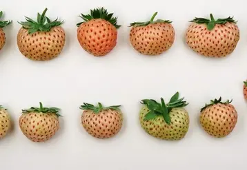 Les variétés blanches ont la particularité de présenter une forte croissance végétative, des fruits de petit calibre, ici la variété Snow white. © CTIFL