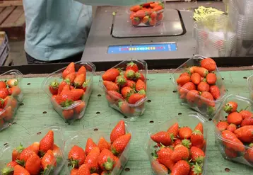 Le CTIFL étudie les caractéristiques de barquettes en amidon de maïs (PLA), cellulose, bois, carton, feuilles d’Areca (palmier) pour remplacer les barquettes en PET. © RFL