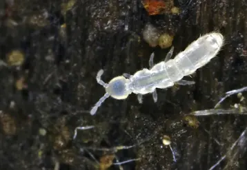 Le collembole Folsomia candida est utilisé en tant que marqueur écotoxicologique de la vie des sols. © P. Garcelon