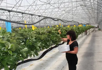 Les systèmes sous abris notamment les systèmes hors-sol comme ici la fraise ont réduit leurs IFT de moitié (-55%) en développement la protection biologique intégrée (ici lâcher de chrysopes). © RFL